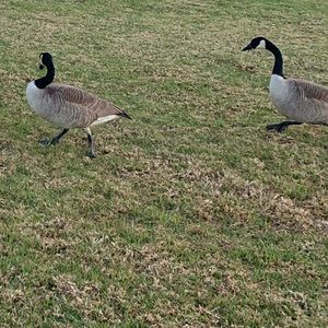 Meet your Posher, Ghalia